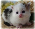 Napoleon kittens for sale